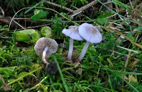 Lilaseidiger Risspilz (Inocybe geophylla var. lilacina) - © Michaela und Gernot Friebes